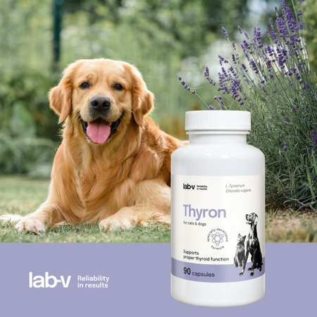 Lab-v Thyron – Support for proper thyroid function for dogs and cats 2x90 capsules