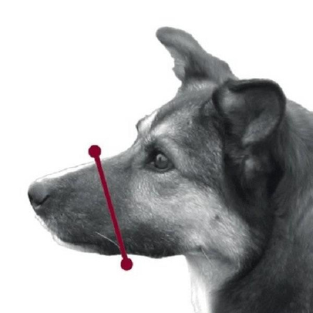 Dingo Veterinary Nylon Muzzle for Dogs Size 2 16-20cm