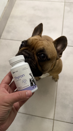 Lab-v Thyron – Support for proper thyroid function for dogs and cats 2x90 capsules