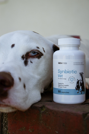 Lab-v Synbiotic Vet – Supports digestive health and intestinal microflora in dogs and cats 90 capsules