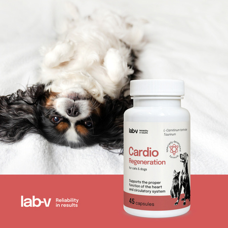 Lab-v Cardio Regeneration – Support for the proper functioning of the heart and circulatory system for dogs and cats 2x45 capsules