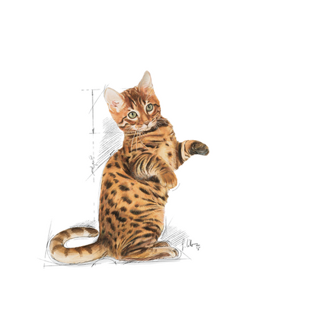 ROYAL CANIN Kitten Sterilized 2kg