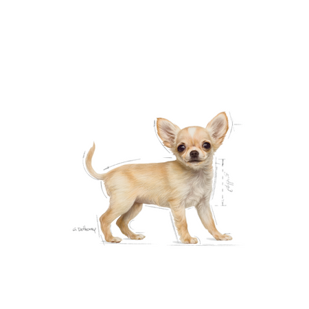 ROYAL CANIN Chihuahua Puppy 500g