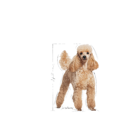 ROYAL CANIN Poodle Adult 1.5 kg