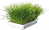 Trixie Grass for cats 100g