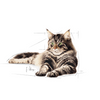 ROYAL CANIN Maine Coon Adult 12x85g