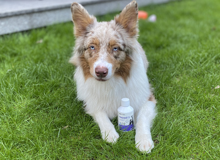 Lab-v Hepasil Dog & Cat preparation for improving liver function in dogs and cats 250 ml