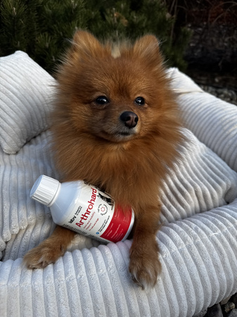 Lab-v Arthrohard 2x500ml Joint support supplement for dogs and cats