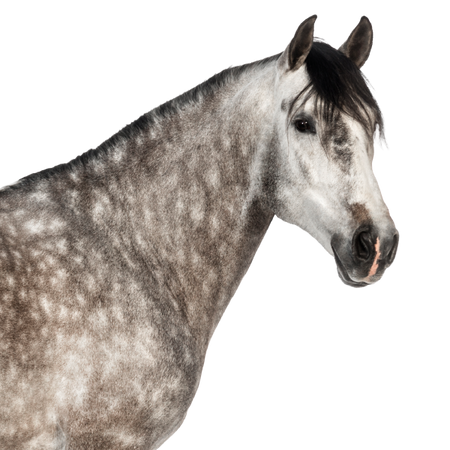 Lab-v EquiVit Dietary feed mix for horses and ponies supporting immunity, the skeletal and joint system, and proper metabolism 2000 g