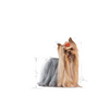 NO PORK ROYAL CANIN Yorkshire Terrier Adult 7.5kg