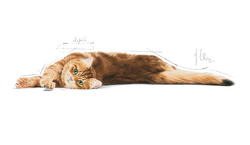 ROYAL CANIN Digestive Care 4kg