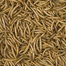 Tropical Meal Worms 250ml