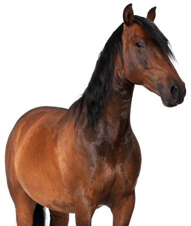 Lab-v EquiDerma Complementary feed mixture for horses and ponies to support the condition of skin, coat, and hooves 2000g