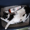 PET ODOR NEUTRALIZER_ Stain Remover and Urine Odour Neutraliser 500ml
