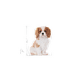 ROYAL CANIN Cavalier King Charles Spaniel Puppy 1.5kg