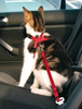 Trixie Cat Car Harness TX-1294