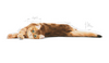 ROYAL CANIN Digestive Care 400g