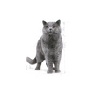 ROYAL CANIN British Shorthair Adult 400g