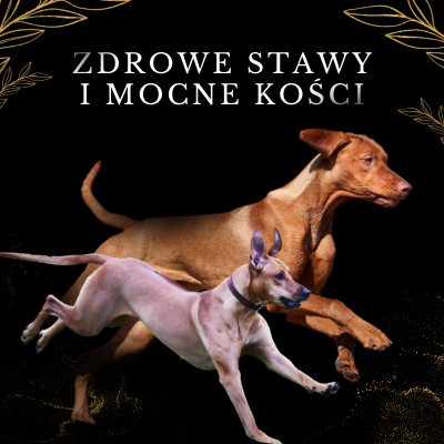 Lab-V 100% Salmon Oil for Dogs and Cats of All Ages 500ml Cold-pressed