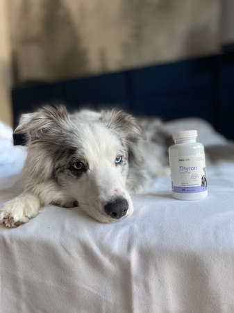 Lab-v Thyron – Support for proper thyroid function for dogs and cats 90 capsules