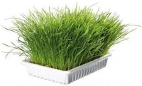 Trixie Grass for cats 100g