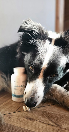 Lab-v Synbiotic Vet – Supports digestive health and intestinal microflora in dogs and cats 90 capsules