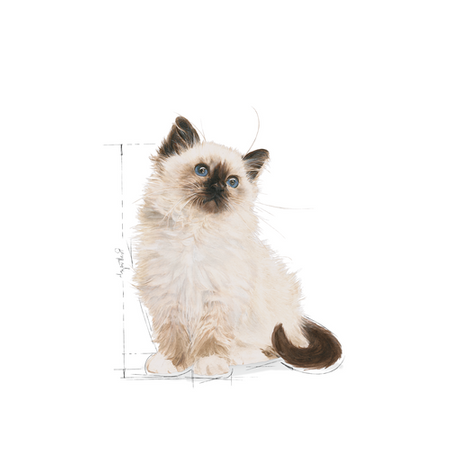 ROYAL CANIN Kitten Instinctive in Jelly 12x85g