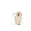 ROYAL CANIN Golden Retriever Puppy 12kg