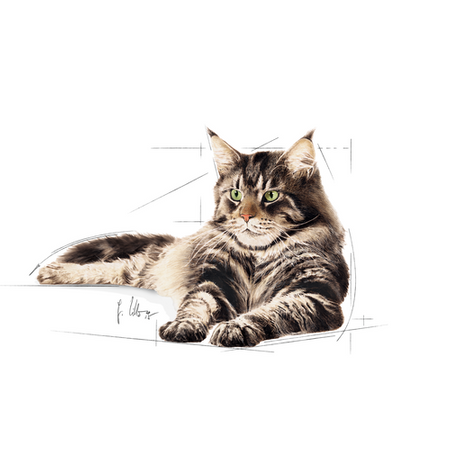 ROYAL CANIN Maine Coon Adult 12x85g