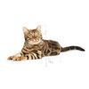 no pork ROYAL CANIN Bengal Adult 10kg