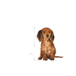 no pork ROYAL CANIN Dachshund Puppy 1.5kg