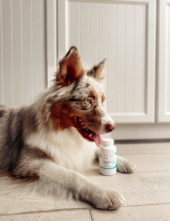 Lab-v Immuno Hard – Immunity booster for dogs and cats, 90 capsules