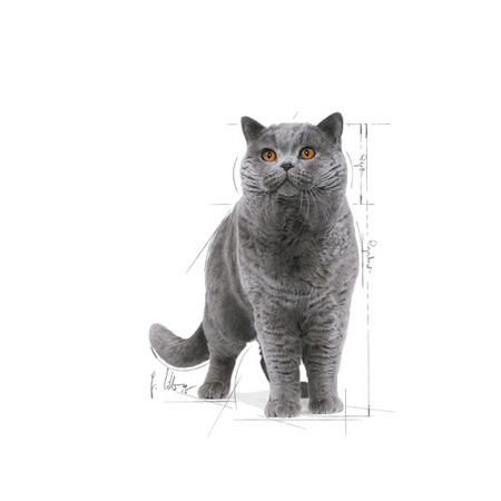 ROYAL CANIN British Shorthair Adult 12x85g