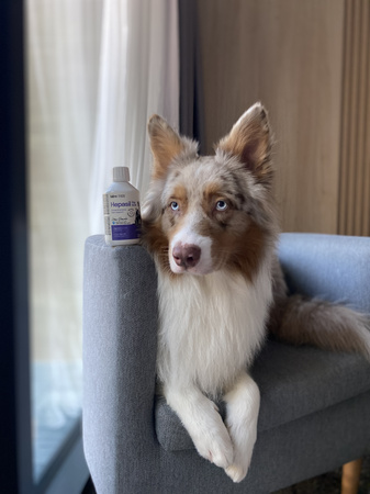 Lab-v Hepasil Dog & Cat preparation for improving liver function in dogs and cats 2x250 ml