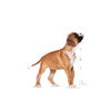ROYAL CANIN Boxer Puppy 12kg