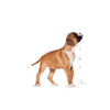 no pork ROYAL CANIN Boxer Puppy 12kg