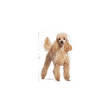 ROYAL CANIN Poodle Adult 1.5 kg