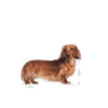 ROYAL CANIN Dachshund Adult 7.5kg