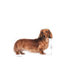 no pork ROYAL CANIN Dachshund Adult 7.5kg