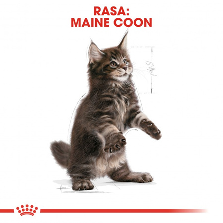 ROYAL CANIN Maine Coon Kitten 2kg dry food for kittens, up to 15 months, Maine coon breed