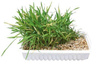 Trixie Grass for cats 100g