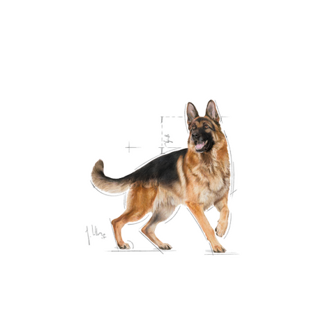 ROYAL CANIN German Shepherd Adult 11kg