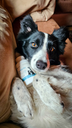 Lab-v Synbiotic Vet – Supports digestive health and intestinal microflora in dogs and cats 90 capsules