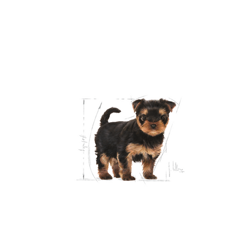 ROYAL CANIN Yorkshire Terrier Puppy 1.5 kg