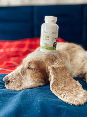 Lab-v Calm Support – Support for stress symptoms and behavioural disorders 90 capsules